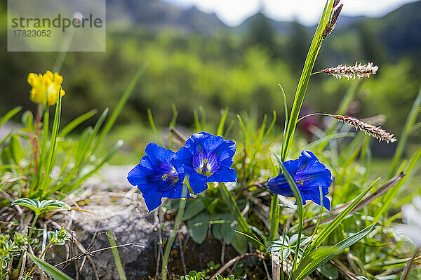 Blaue Enzianblüten blühen im Sommer