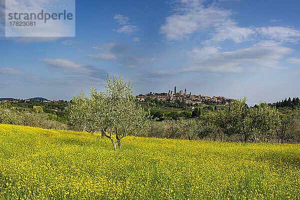 Italien  Toskana  San Gimignano  Blick auf die Sommerwiese mit der Stadt im fernen Hintergrund