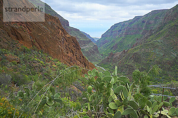 Spanien  Gran Canaria  Guayadeque-Schlucht im Sommer mit wachsenden Kakteen im Vordergrund
