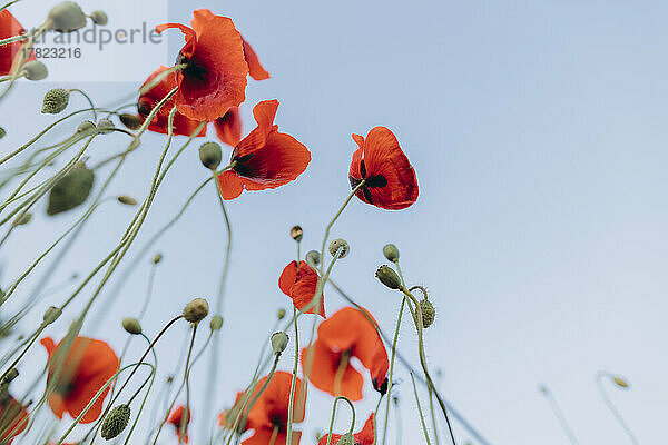 Rote Blume unter blauem Himmel