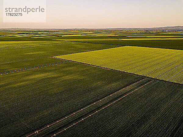 Drone view of vast onion and wheat fields at dusk
