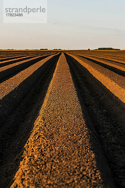 Arable agricultural land at sunset