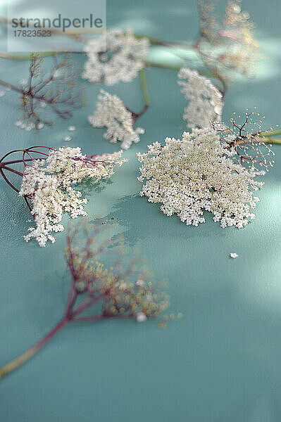 Studio shot of blooming lilac and elderberry flowers flat laid against turquoise background