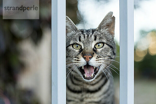 Porträt einer grauen miauenden Katze  die direkt in die Kamera blickt