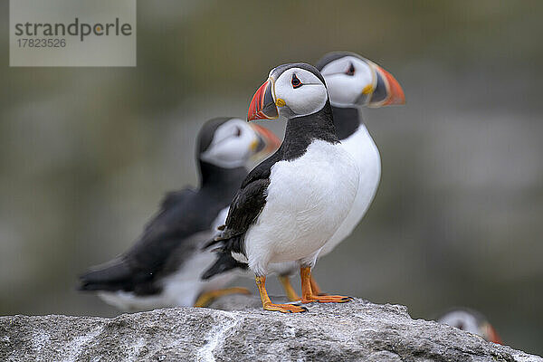 Atlantic puffins (Fratercula arctica) standing on rocky surface