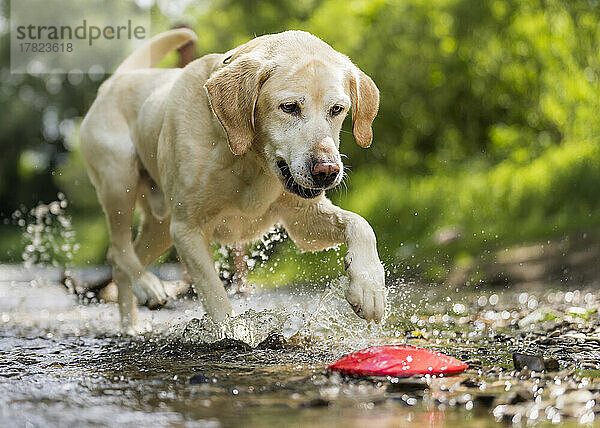 Junger Labrador Retriever spielt mit Plastikscheibe am Ufer der Rems