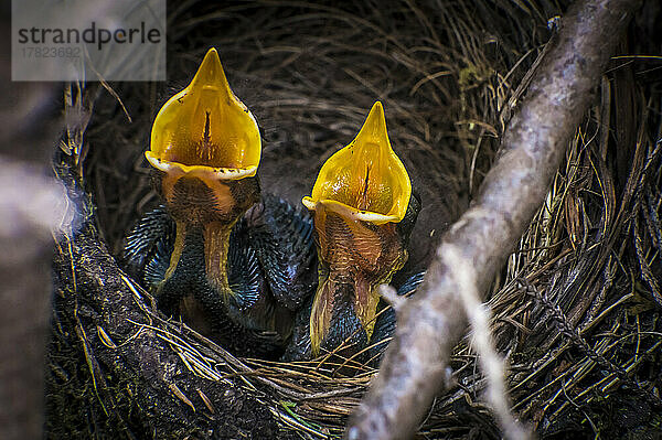 Two hungry blackbird hatchlings sitting in nest
