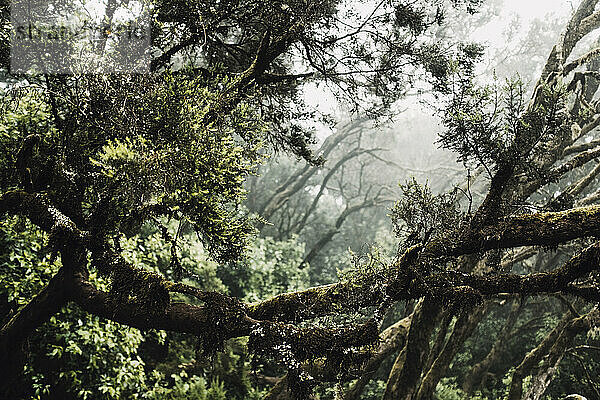 Üppige Zweige im dichten  nebligen Wald