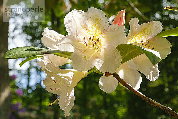 White blooming rhododendrons in spring
