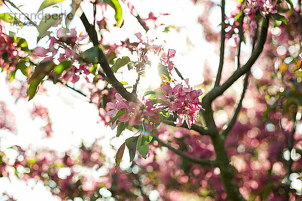 Pink blossoms on branch of apple tree on sunny day