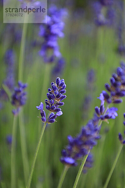 Lavender blooming in springtime meadow