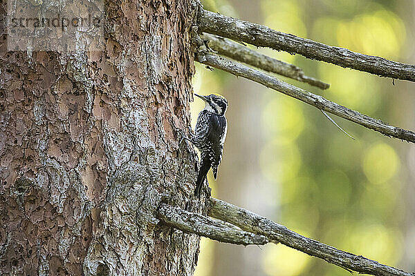 Eurasian three-toed woodpecker (Picoides tridactylus) perching on tree trunk