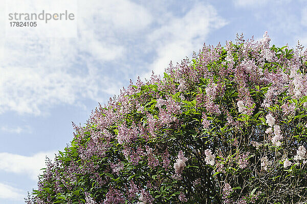 Lilac tree growing at park under sky on sunny day