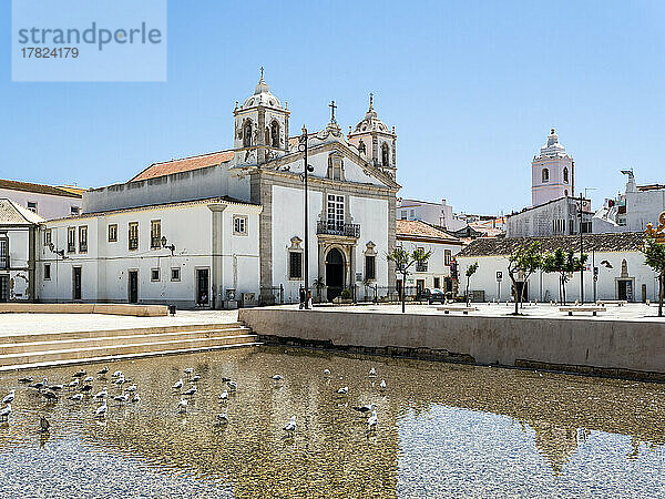 Portugal  Distrikt Faro  Lagos  Taubenschwarm steht im Küstenwasser mit dem Platz der Republik und der Kirche Santa Maria de Lagos im Hintergrund