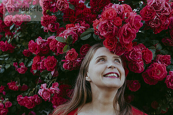 Glückliche Frau  die unter einem Busch roter Rosen steht