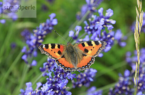 Orange colored butterfly perching on blooming lavender
