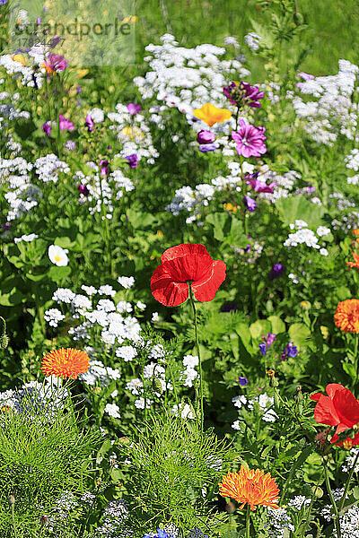 Bunte Wildblumen blühen auf der Sommerwiese