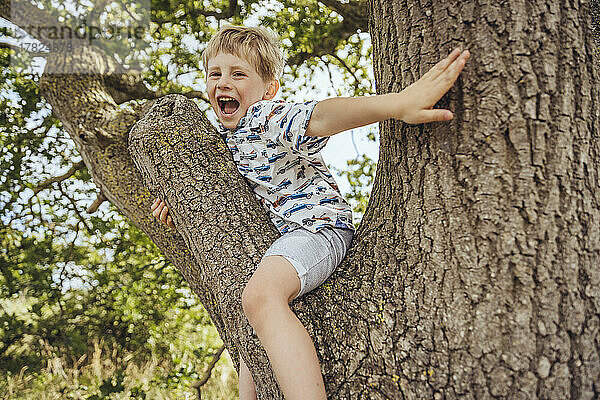 Glücklicher süßer Junge  der auf einem Baum sitzt