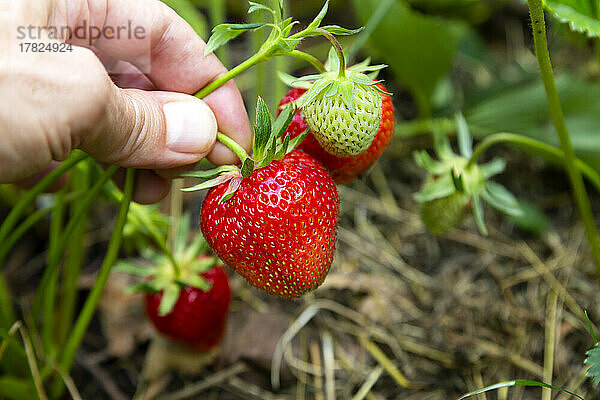 Hand des Bauern  der Erdbeeren hält