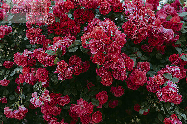 Rosenstrauch mit blühenden roten Rosen