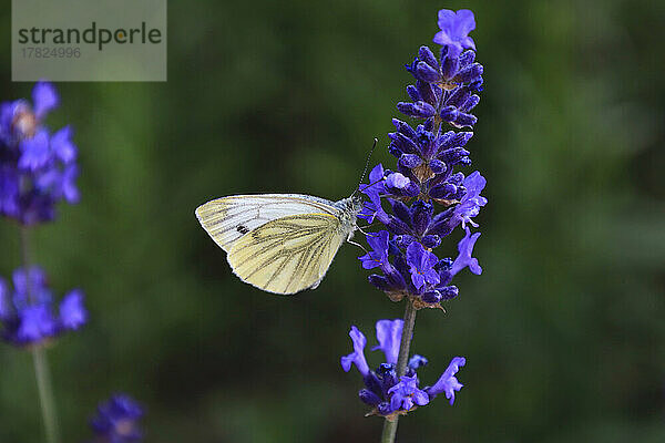 Weißer Schmetterling  der auf blühendem Lavendel hockt