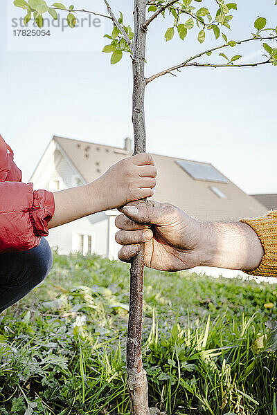 Hände von Vater und Tochter pflanzen im Garten