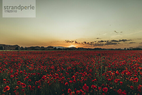 Red flowers in poppy field at sunset
