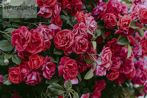 Rosenstrauch mit blühenden roten Rosen