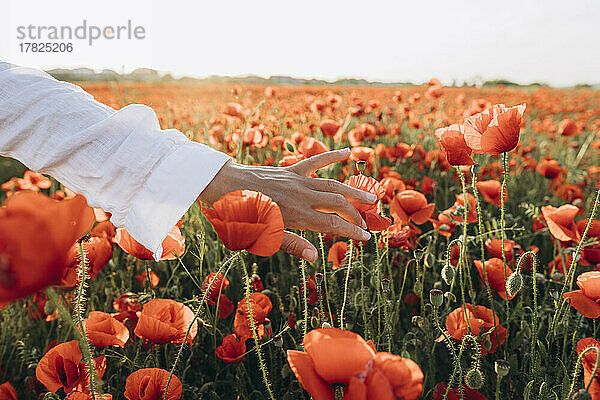 Hand einer Frau berührt rote Blume im Feld