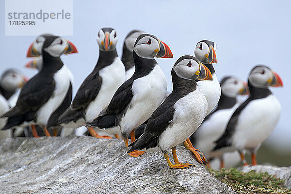 Flock of Atlantic puffins (Fratercula arctica) standing on rocky surface