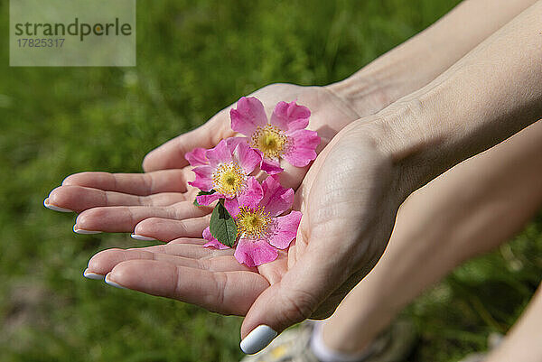 Hände einer Frau mit rosa Blume