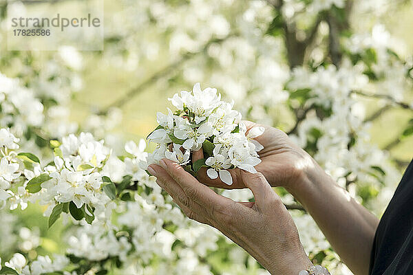 Hände einer Frau halten weiße Blumen im Garten