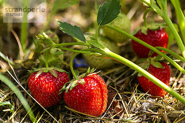 Bio-Erdbeere im Garten an einem sonnigen Tag