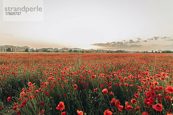 Red flowers in poppy field at sunset