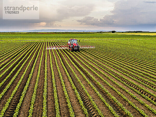 Tractor spraying insecticide on soybean field