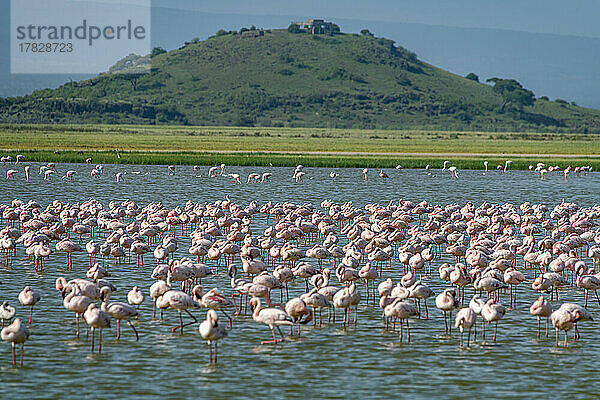 Flamingos in einem See  Amboseli-Nationalpark  Kenia  Ostafrika  Afrika