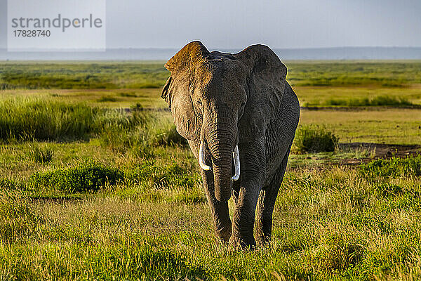 Afrikanischer Elefant (Loxodonta)  Amboseli-Nationalpark  Kenia  Ostafrika  Afrika