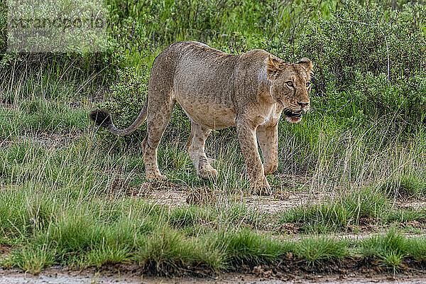 Löwe (Panthera leo)  Amboseli-Nationalpark  Kenia  Ostafrika  Afrika