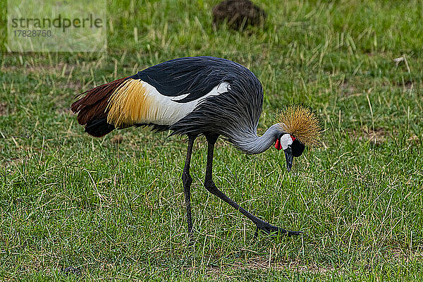 Schwarzkronenkranich (Balearica pavonina)  Amboseli-Nationalpark  Kenia  Ostafrika  Afrika