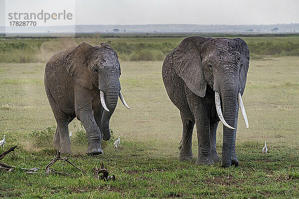 Afrikanische Elefanten (Loxodonta)  Amboseli-Nationalpark  Kenia  Ostafrika  Afrika