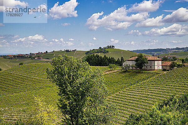 Weinberge zwischen Hügeln  Neive  Langhe  Piemont  Italien  Europa