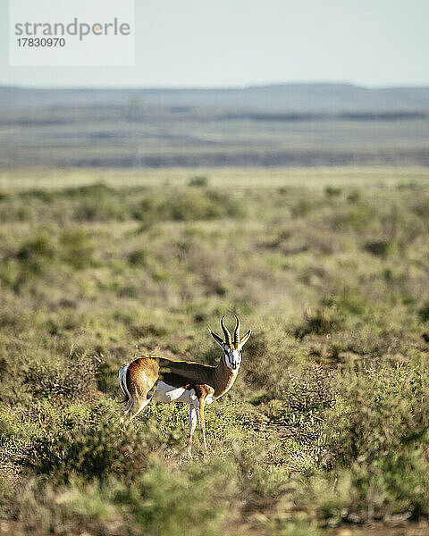 Springbock  Karoo National Park  Beaufort West  Westkap  Südafrika  Afrika