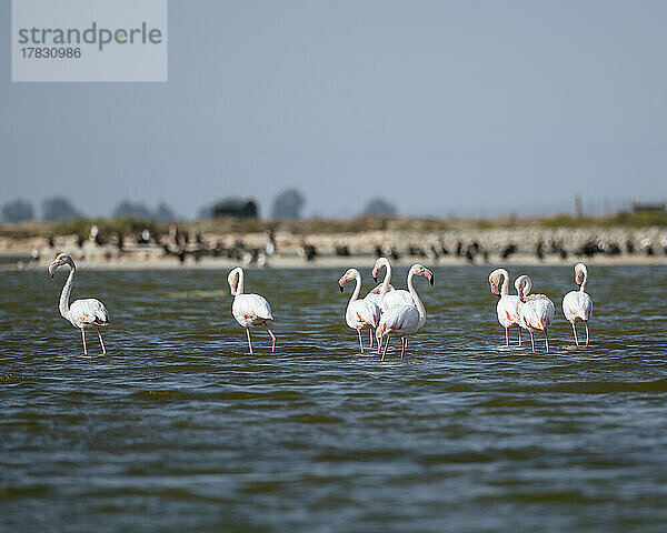 Flamingos  Westkap  Südafrika  Afrika