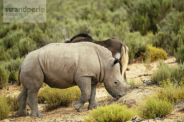 Breitmaulnashorn  Aquila Private Game Reserve  Touws River  Westkap  Südafrika  Afrika