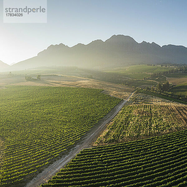 Luftaufnahme von Weinbergen in der Nähe von Stellenbosch  Westkap  Südafrika  Afrika