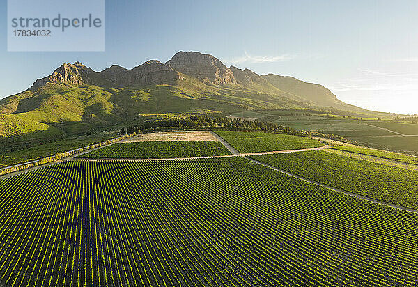 Luftaufnahme von Weinbergen in der Nähe von Stellenbosch  Westkap  Südafrika  Afrika