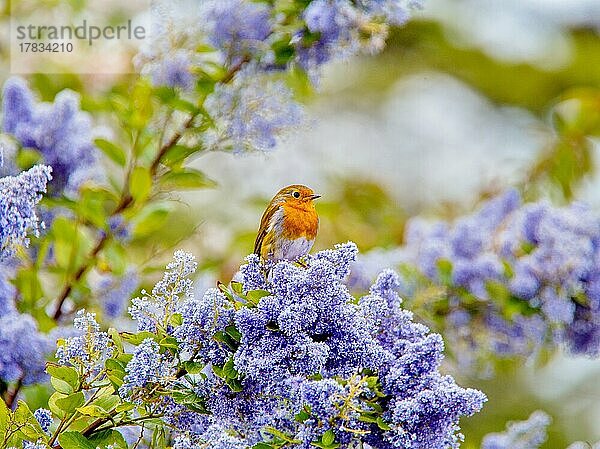 Ein Rotkehlchen (Erithacus rubecula) sitzt inmitten der blauen Blüten eines Ceanothus-Baumes  einem Mitglied der Familie der Kreuzdorngewächse  East Sussex  England  Vereinigtes Königreich  Europa