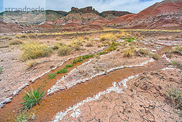 Eine fließende Quelle mit salzigem Salzwasser unterhalb des Pintado Point  Petrified Forest National Park  Arizona  Vereinigte Staaten von Amerika  Nordamerika