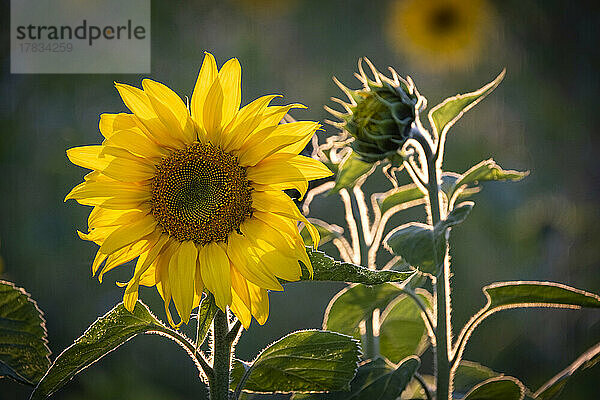 Sonnenblumen (Helianthus)  nahe Tarporley  Cheshire  England  Vereinigtes Königreich  Europa