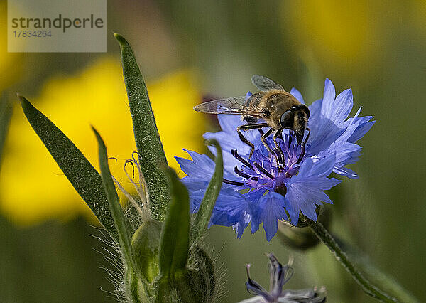 Eine Biene auf einer Blauen Kornblume (Centaurea cyanus)  bei Oscroft  Cheshire  England  Vereinigtes Königreich  Europa